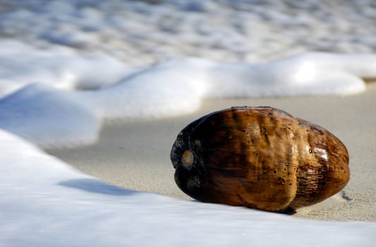 Floating seeds such as the coconut use the water to spread. Here in the Seychelles,coconuts still provide food for humans,but they also serve as bait for fishing,for example. It offers about 100 different uses