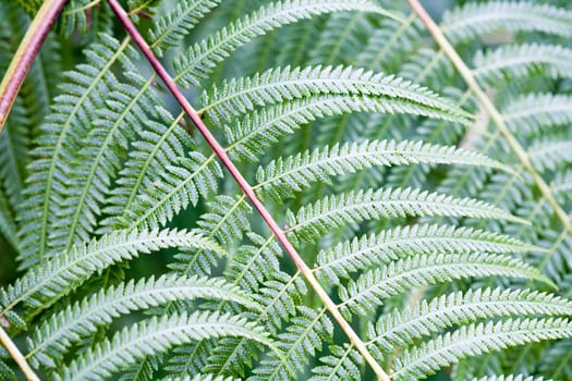 Fern leaves