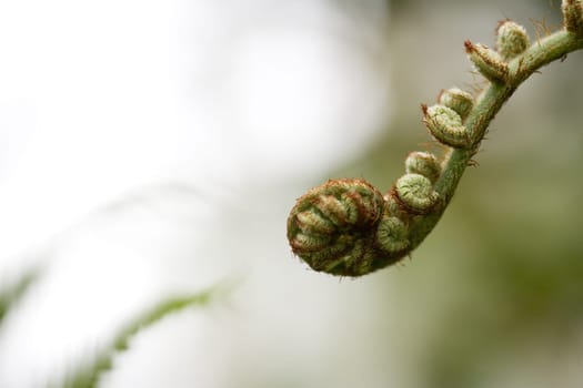 Still curled fern leaf