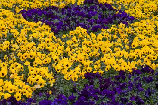 Yellow and blue violets