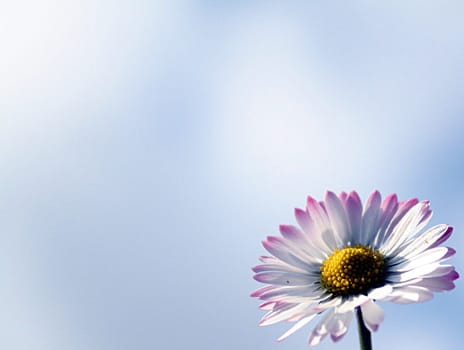 Bellis twice