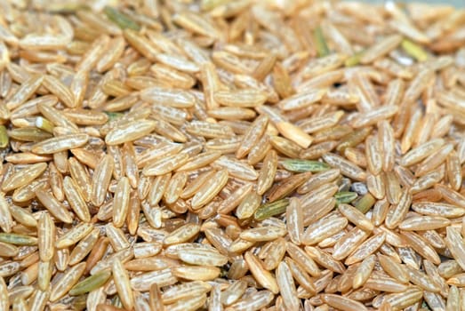 Rice