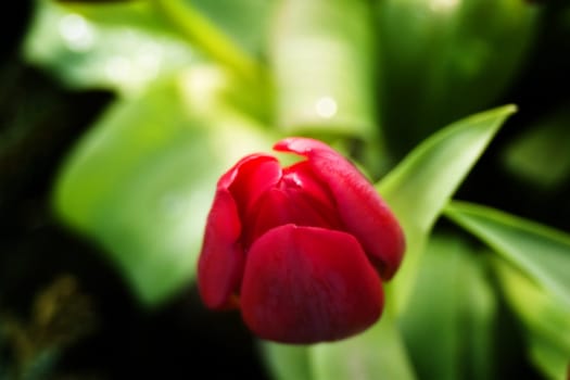 Tulip