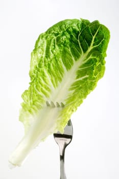 Spring diet