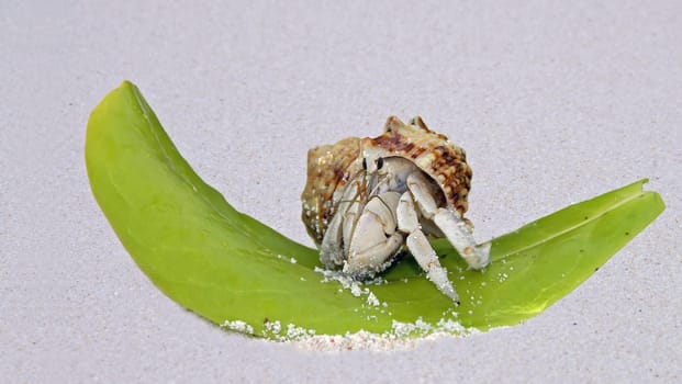 Somehow the hermit crab looked like he wanted to go surfing  -)