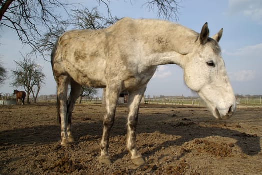 ... I think this little horse looks like a donkey