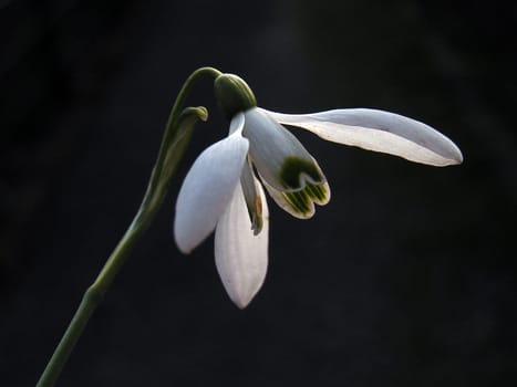 Snowdrops in the evening