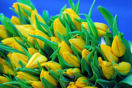 Spring colors