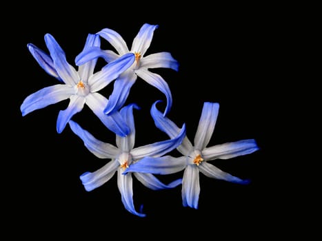 "Glory of the Snow"". A delicate early bloomer with star-shaped flowers and many melodious names: Snow Pride,Snow Glory,Snow Shine,Star Hyacinth"