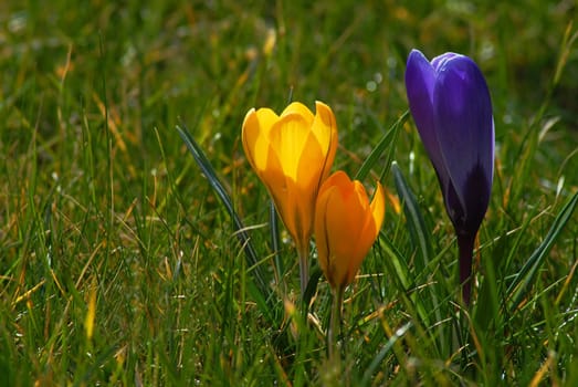 I know........ there are already enough crocuses here.....! But since I didn't find anything else,I wanted to wish you a nice weekend! :-)
