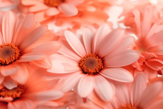 Flora branding and love concept - Coral daisy flowers pastel closeup background. Neural network generated in May 2023. Not based on any actual scene or pattern.