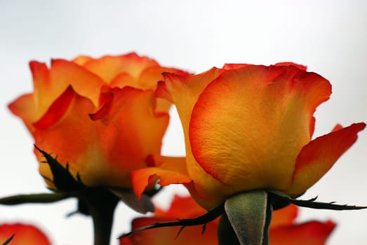 Roses