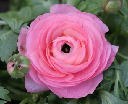 I think this plant is a ranunculus,but I'm not totally sure... Who can help me? Lg Bea