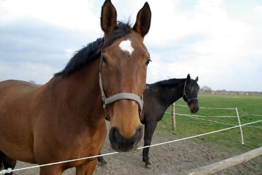 Have a look - Horses