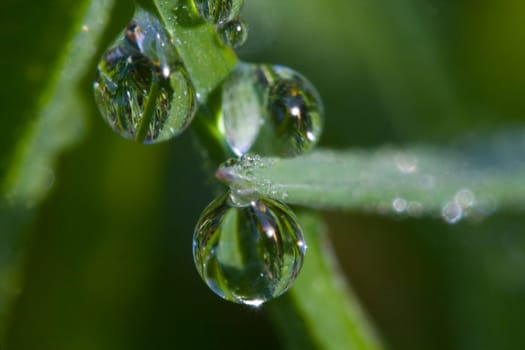 Dewdrop Macro