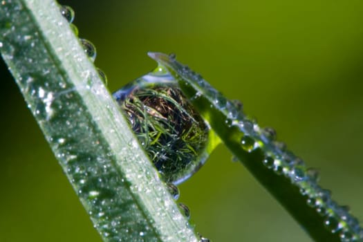 Dewdrop Macro