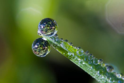 Dewdrop Macro