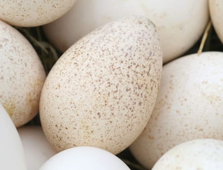 Turkey eggs....