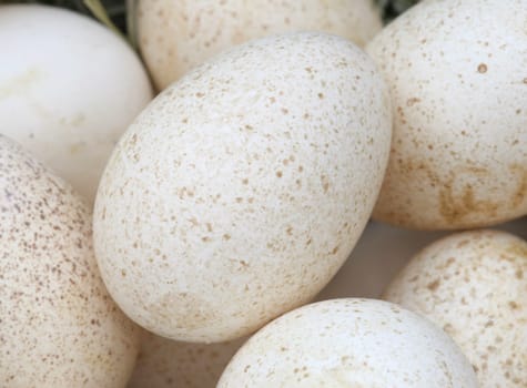 Turkey eggs....