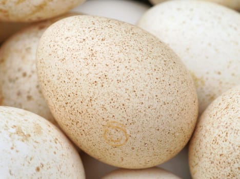 Turkey eggs....