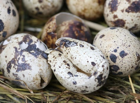 QuailEggs...