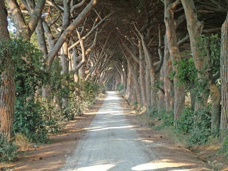Tuscan Avenue