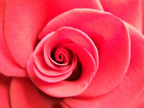 The Rose