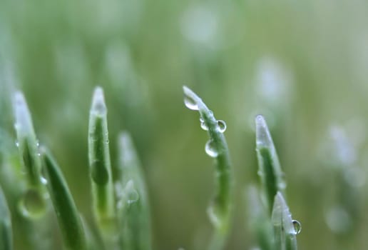 germinated
