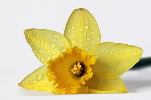 Daffodil macro