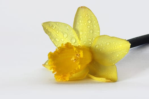 Wet daffodil