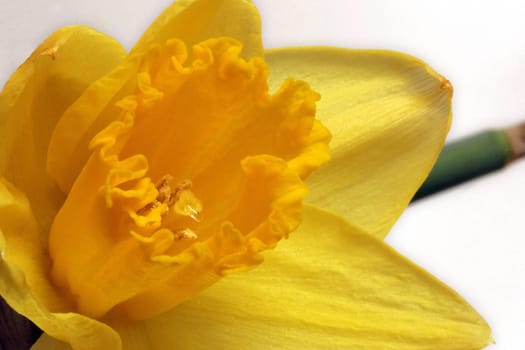 Daffodil II