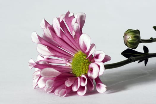 Flower macro