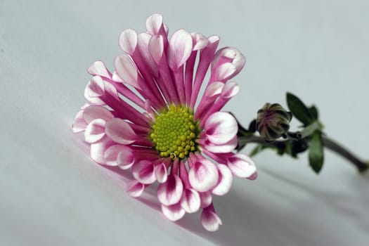 Can you possibly help me? I'm not sure if it's really a chrysanteme.