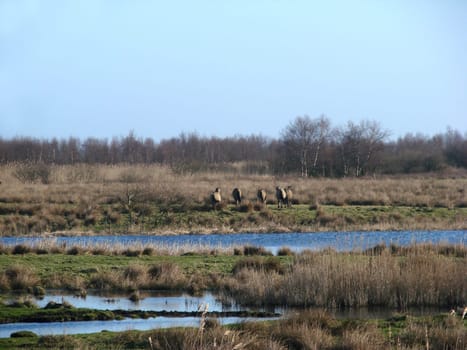 Wild horses (Konik)