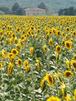 Sunflower field in Tuscany