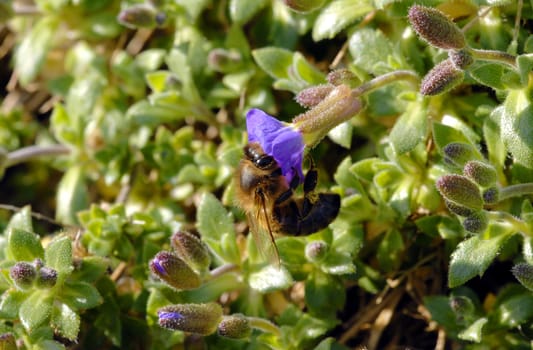Lens: Sigma 1:2.8 APO MACRO DG HSM