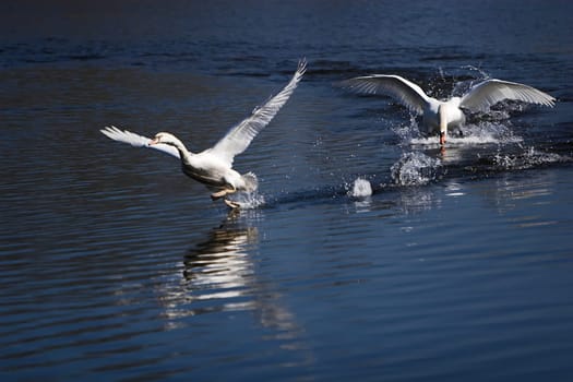 was the old swan when the youngster ventured into his territory....
