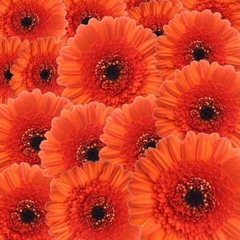 Sea of flowers