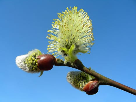 Willow catkins are the first inflorescences that are available to us as a "bee pasture"" after winter. The flowers contain numerous nectar glands. From the point of view of flowers,bees are the very first pollinators to move into larger pollinators in early spring."