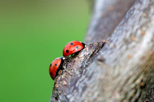 two ladybugs
