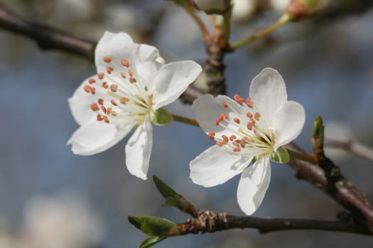 Mirabelle plum blossoms in spring