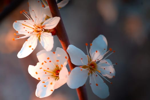 La charme du Printemps