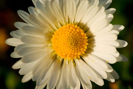 Modest daisy in a big way...