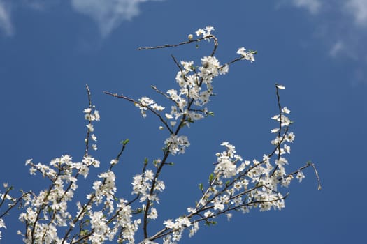 Mirabelle plum blossoms in spring