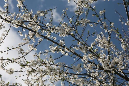 Mirabelle plum blossoms in spring