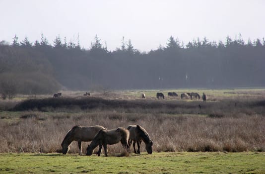 Wild Horses 2
