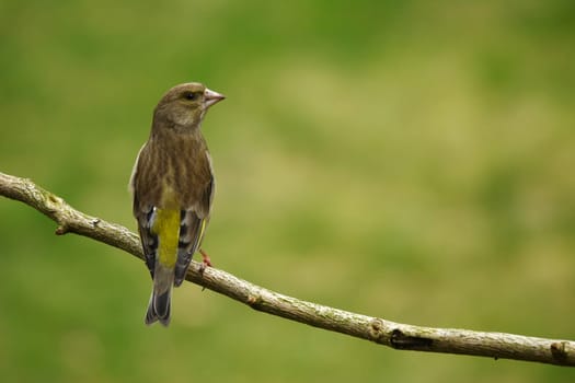 Greenfinch