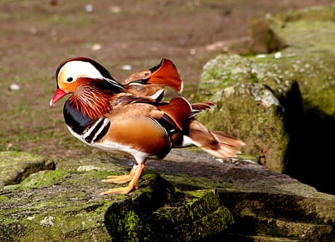 Colors of nature