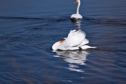 the old swan made his rounds after beating the youngster into the curse...