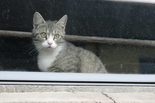 (cat animal) without big